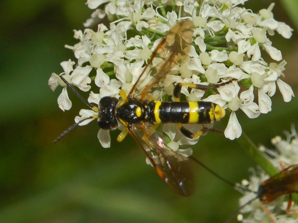 Un imenottero senza nome: probabile Tenthredo zonula